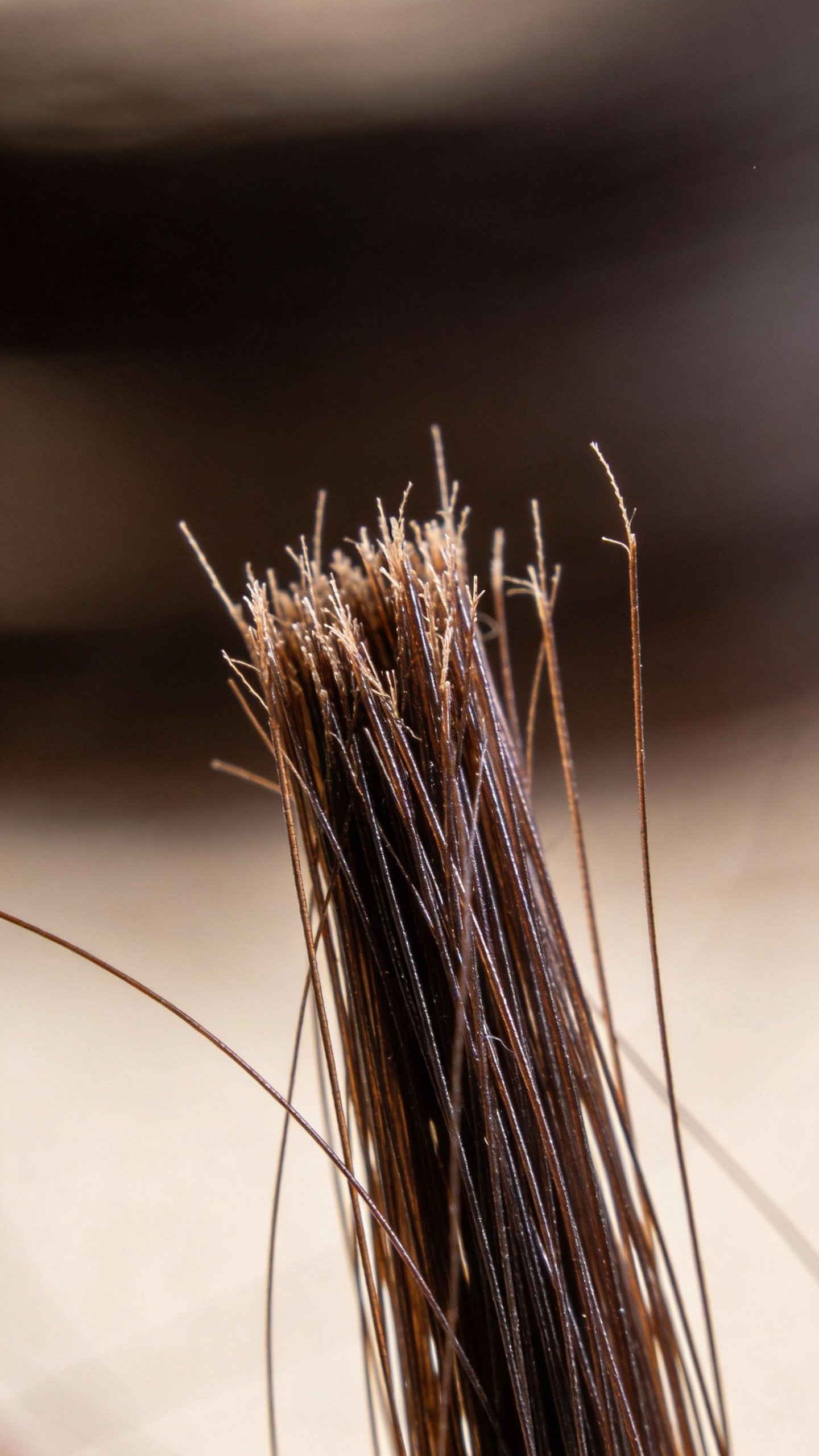 closeup of frayed split hair ends on dark brown strand