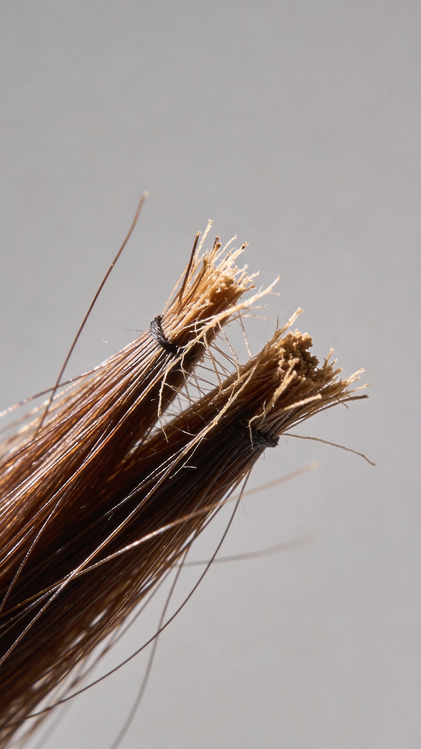 closeup of dry split hair ends against neutral background