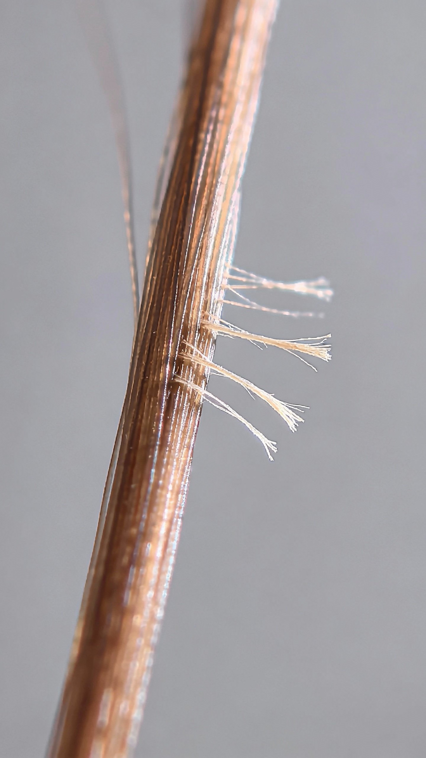 single hair strand with split ends, macro detail, neutral background